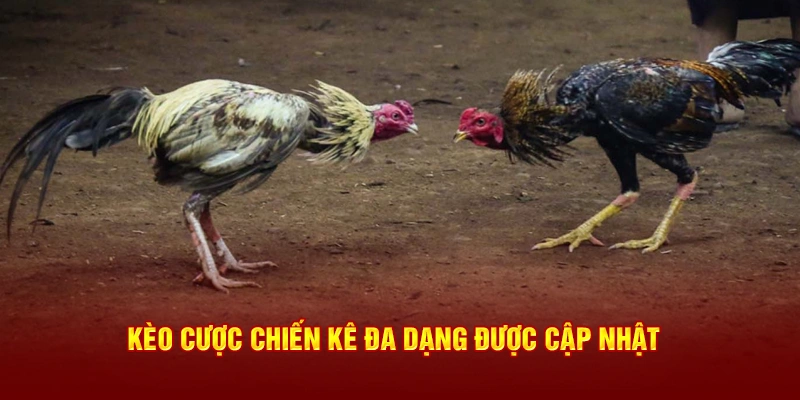 Kèo cược chiến kê đa dạng được cập nhật