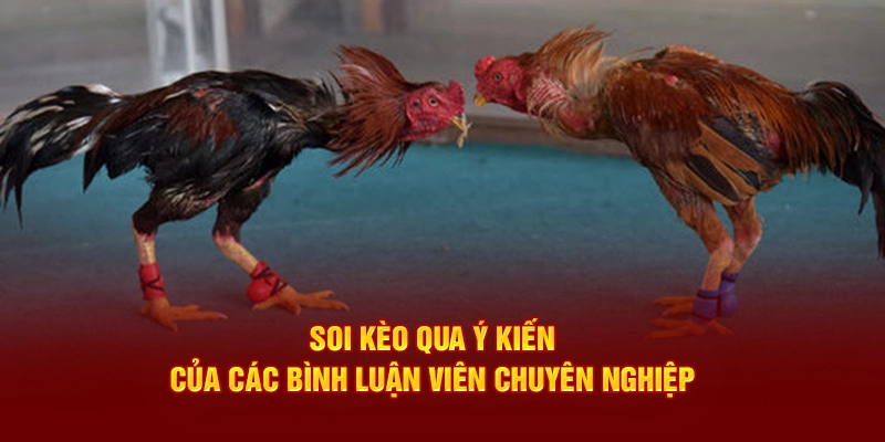 Soi kèo qua ý kiến của các bình luận viên chuyên nghiệp